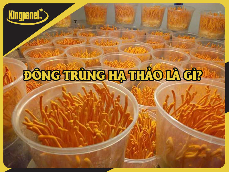 đông trùng hạ thảo là gì?